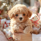 🐶🐶【Reducere de primăvară 50%】🔥Papusa de plus Puppy My Robot